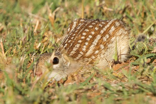 Rio Grande Ground Squirrel