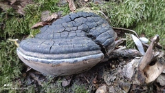 Phellinus igniarius