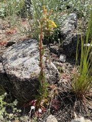 Camissoniopsis confusa