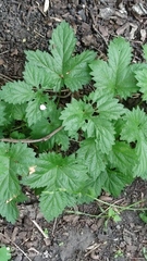 Humulus lupulus