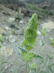 Sideritis euxina