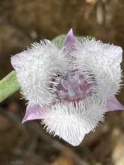 Calochortus tolmiei