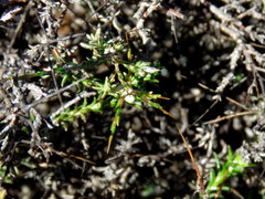 Amphiglossa triflora