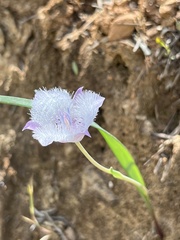 Calochortus tolmiei
