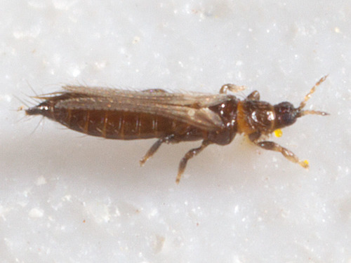 Thysanoptera