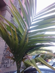 Areca catechu