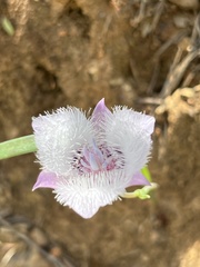 Calochortus tolmiei