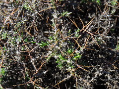 Amphiglossa triflora