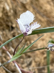 Calochortus tolmiei