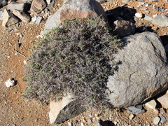 Amphiglossa triflora