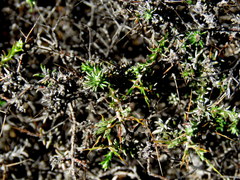 Amphiglossa triflora