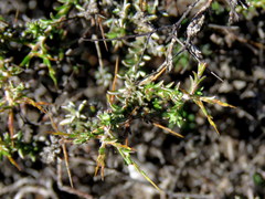 Amphiglossa triflora