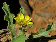 Osteospermum scariosum