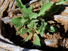 Osteospermum scariosum