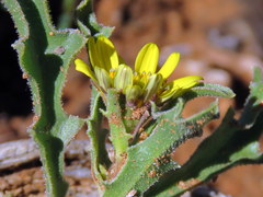 Osteospermum scariosum
