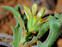 Osteospermum scariosum
