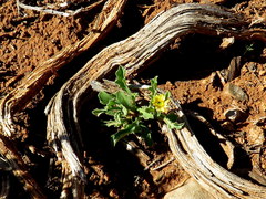Osteospermum scariosum