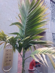 Areca catechu