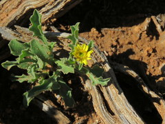 Osteospermum scariosum