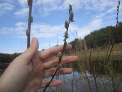 Salix
