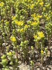 Sedum nuttallii
