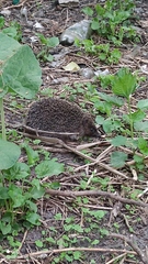 Erinaceus roumanicus