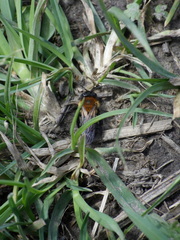 Andrena