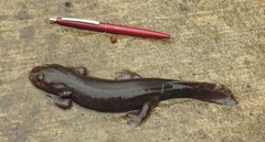 Dicamptodon tenebrosus