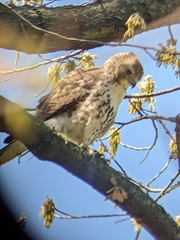 Buteo jamaicensis