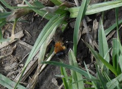 Andrena