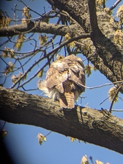 Buteo jamaicensis