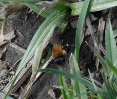 Andrena