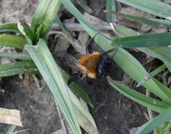 Andrena