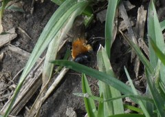 Andrena