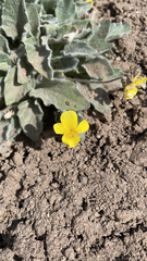 Viola purpurea aurea