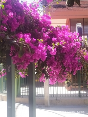 Bougainvillea