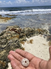 Echinometra lucunter