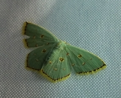 Comostola meritaria