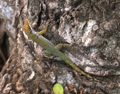 Anolis chlorocyanus
