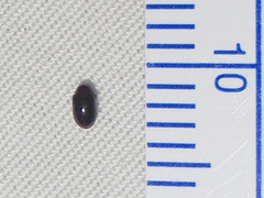 Calymmaderus nitidus