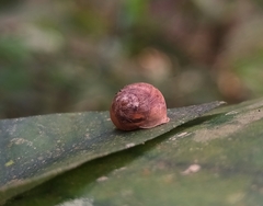 Helicina concentrica