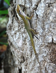 Anolis chlorocyanus