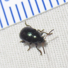 Brachypnoea lecontei