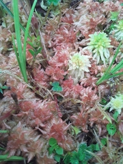 Sphagnum magellanicum