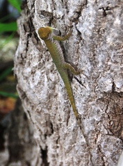 Anolis chlorocyanus