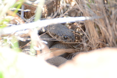 Hemachatus haemachatus