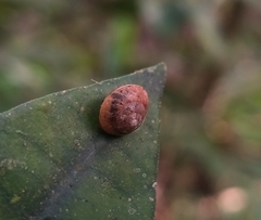 Helicina concentrica