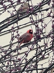 Cardinalis cardinalis