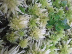 Sphagnum magellanicum