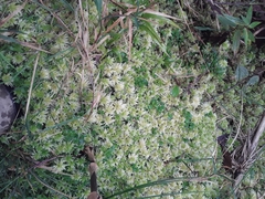 Sphagnum magellanicum
